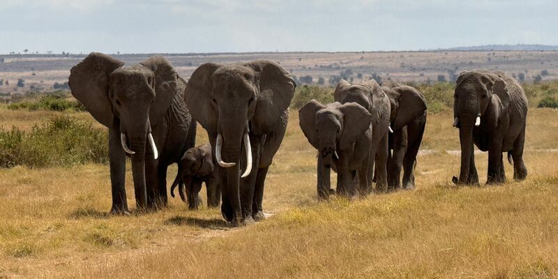 In der usbekischen Großstadt Samarkand hat die Artenschutzkonferenz begonnen. (Symbolbild) - Foto: Eva Krafczyk/dpa