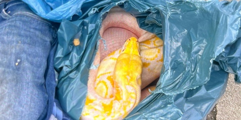 POL-SO: Zeugen finden toten Netzpython neben Altkleidercontainer - Foto: presseportal.de