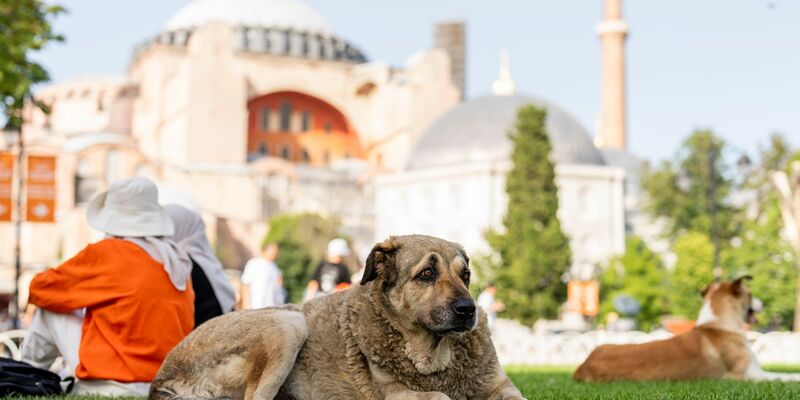 Straßenhunde in Istanbul sollen künftig nicht mehr gefüttert werden dürfen. (Archivbild) - Foto: Francisco Seco/AP/dpa