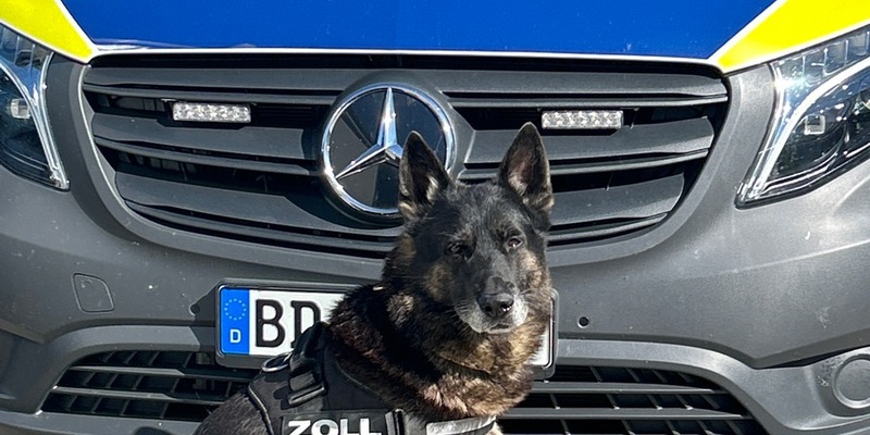 HZA-HST: Naturseife im Postverkehr? Das stinkt gewaltig ./. Stralsunder Zoll entdeckt größere Menge Cannabis und Khat in einem Postpaket - Foto: presseportal.de