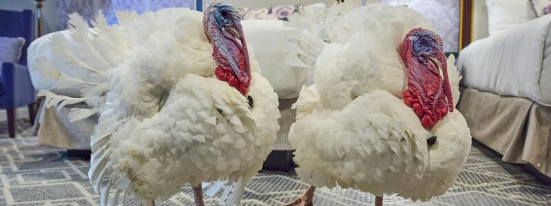 Zwei Truthähne, denen es gut geht. - Foto: Jacquelyn Martin/AP/dpa