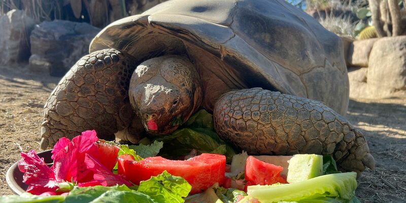 Gramma wurde sehr alt. - Foto: San Diego Zoo Wildlife Alliance/AP/dpa