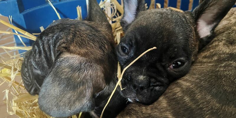 Die EU will strenger gegen illegalen Tierhandel vorgehen. (Symbolbild) - Foto: Paul Zinken/dpa
