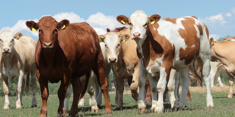 Zukunft der Nutztierhaltung erleben: BRS und BfT auf der Grünen Woche 2026 - Foto: presseportal.de