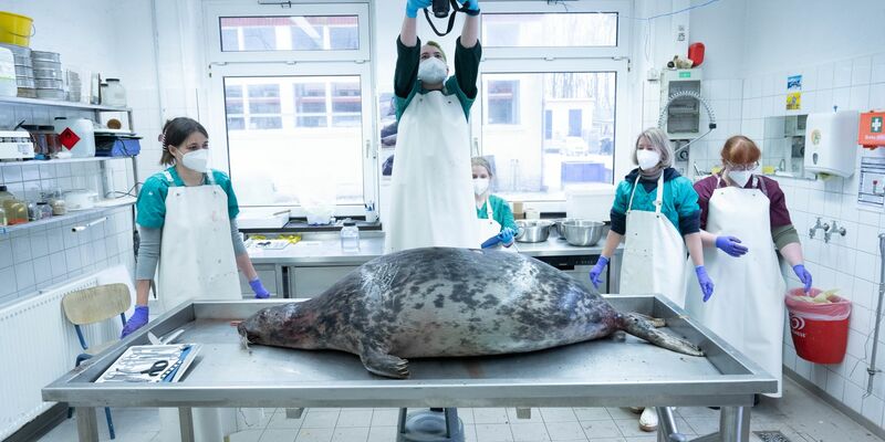 Das Robbensterben im vergangenen Herbst gibt weiter Rätsel auf. (Archivbild) - Foto: Stefan Sauer/dpa