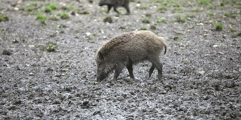 Wildschwein (Archiv) - Foto: über dts Nachrichtenagentur