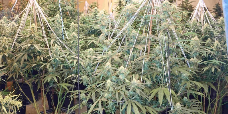 Mittelhessen: Landreis GIESSEN und MARBURG-BIEDENKOPF: Sicherstellungen nach Durchsuchungsbeschluss bei mutmaßlichen Drogendealern+Tote Katzen in Reiskirchen aufgefunden - Foto: presseportal.de