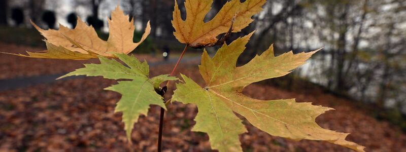 Der Deutsche Wetterdienst gibt seine Bilanz für den Herbst bekannt. (Symbolbild) - Foto: Federico Gambarini/dpa