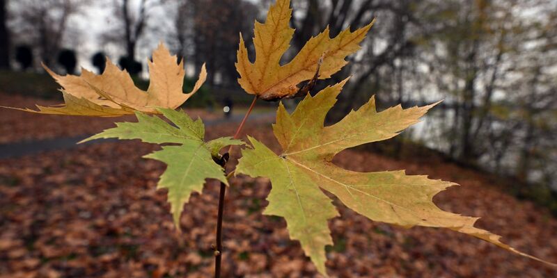 Der Deutsche Wetterdienst gibt an diesem Freitag seine Bilanz für den Herbst bekannt. (Symbolbild) - Foto: Federico Gambarini/dpa