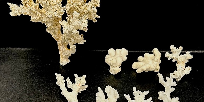 HZA-IZ: Geschützte Korallen durch Zoll am Hamburger Flughafen beschlagnahmt/ Zoll beschlagnahmt acht unter Artenschutz stehende Korallen von den Malediven - Foto: presseportal.de