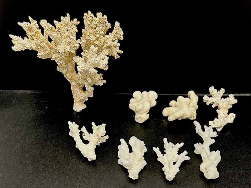 HZA-IZ: Geschützte Korallen durch Zoll am Hamburger Flughafen beschlagnahmt/ Zoll beschlagnahmt acht unter Artenschutz stehende Korallen von den Malediven - Foto: presseportal.de