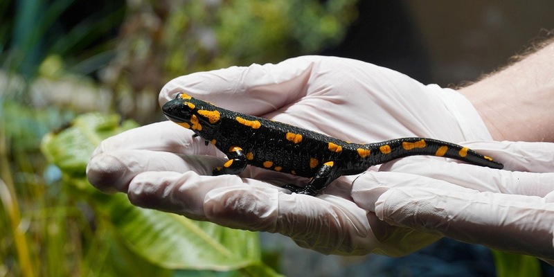 Von Feuersalamandern und anderen wilden Tieren: Zoos schützen bedrohte Arten gemeinsam / Fachtagung im Thüringer Zoopark Erfurt zu Forschung und Artenschutz - Foto: presseportal.de