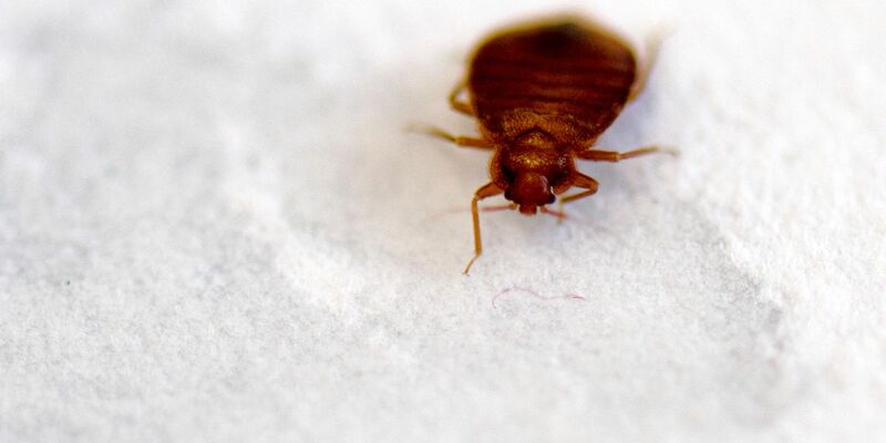 Wieder sorgen Bettwanzen in Paris für Aufregung. (Archivbild) - Foto: Arno Burgi/dpa-Zentralbild/dpa