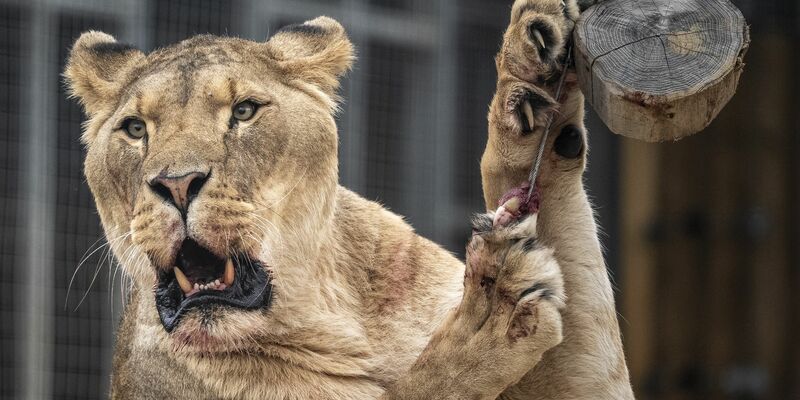 Der Eindringling kletterte rund sechs Meter über eine Mauer und an einen Baum in das Gehege hinunter. (Symbolbild)  - Foto: Ben Birchall/PA Wire/dpa
