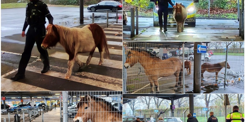 POL-DU: Duissern: Polizei stoppt tierischen Ausflug - Pferde und Ponys nach Straßenabenteuer in Sicherheit gebracht - Foto: presseportal.de