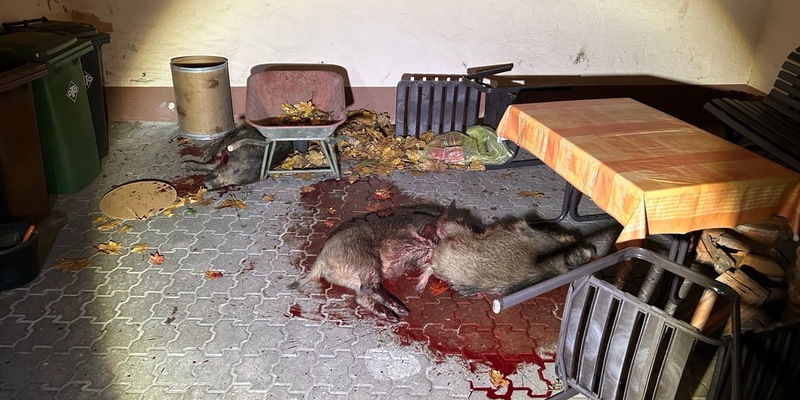 POL-PDLD: Wildschweinrotte versetzt Hatzenbühl in Angst und Schrecken - Foto: presseportal.de