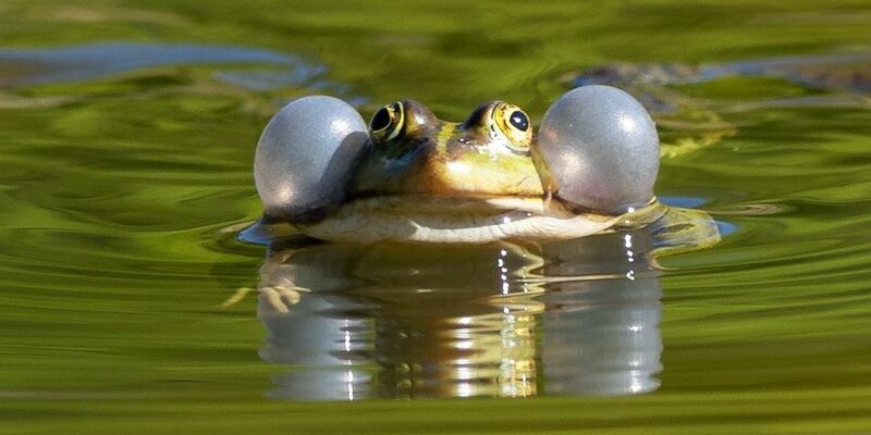Einige Wasserfroscharten könnten künftig besser geschützt werden. (Illustration) - Foto: Soeren Stache/dpa-Zentralbild/ZB