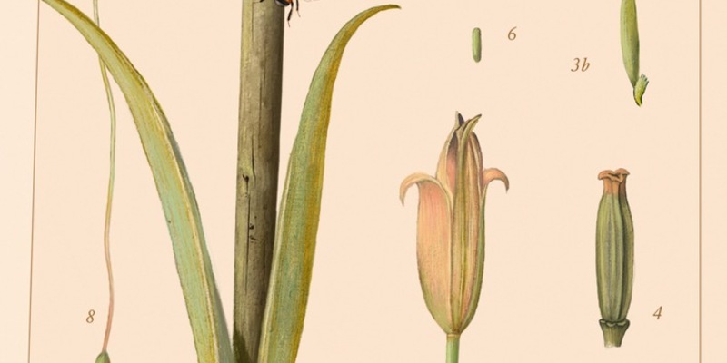 SWR Bestenliste kürt Buch des Jahres: Der Gärtner und der Tod - Foto: presseportal.de