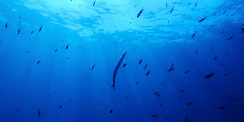 Bisher gibt es für die Hochsee keine einheitlichen Umweltregeln. (Symbolbild) - Foto: Annika Hammerschlag/AP/dpa
