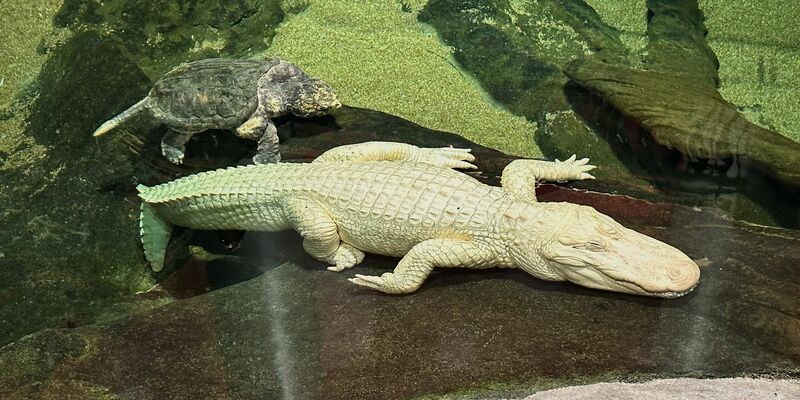 Albino-Alligator Claude lag meist regungslos auf einem beheizten Felsen oder schwamm mit Schildkröten durch sein Becken. (Archivbild) - Foto: Jeff Chiu/AP/dpa