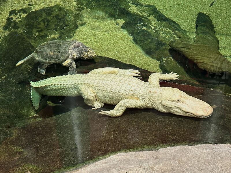 Albino-Alligator Claude lag meist regungslos auf einem beheizten Felsen oder schwamm mit Schildkröten durch sein Becken. (Archivbild) - Foto: Jeff Chiu/AP/dpa