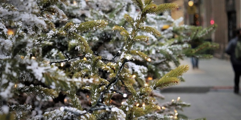 Natürliche Weihnachtsbäume: Eine beliebte Weihnachtstradition - Foto: presseportal.de