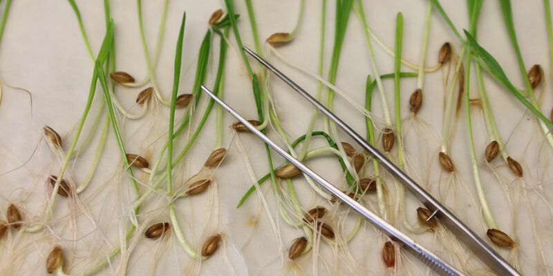 Wird es künftig einfacher, an gentechnisch veränderten Pflanzen zu forschen? (Archivbild)  - Foto: Matthias Bein/dpa