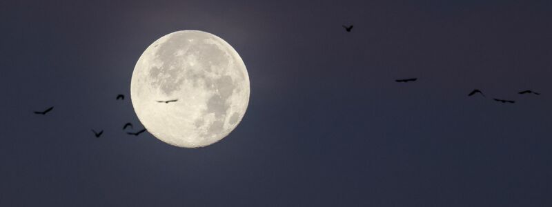 Der letzte Vollmond des Jahres wird auch «Cold Moon» oder «Julmond» genannt. (Archivbild) - Foto: Christian Charisius/dpa