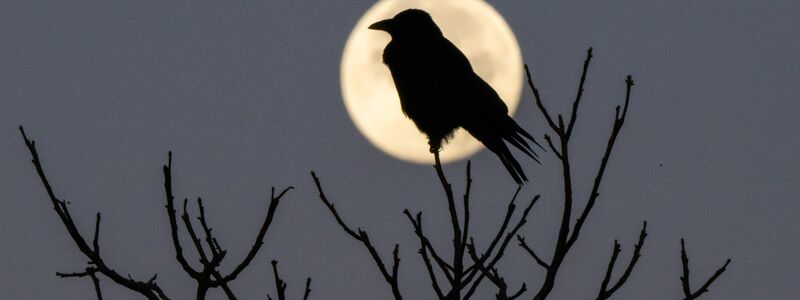 Faktoren wie Licht, die Tagesstruktur, psychische Verfassung sowie die Umgebung haben einen großen Einfluss auf unseren Schlaf, sagt Chronobiologe Spitschan. (Archivbild) - Foto: Julian Stratenschulte/dpa