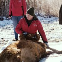 Nach etwa einem halben Jahr ist die Kuh Arielle eingefangen worden. (Handout) - Foto: Gut Aiderbichl/dpa