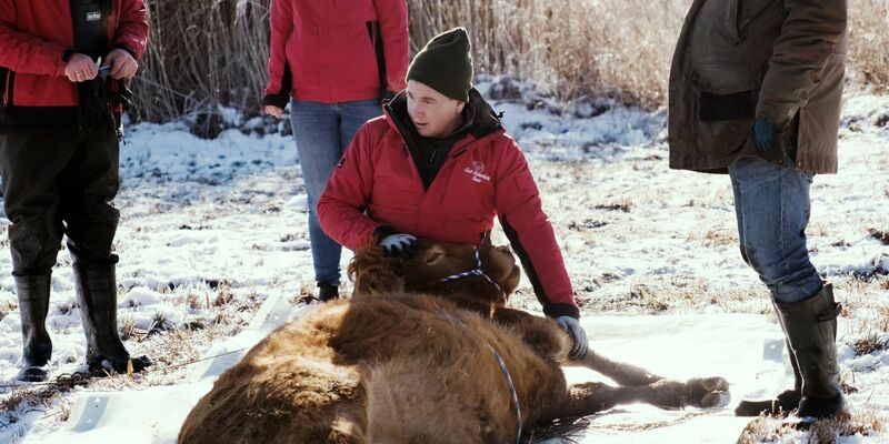 Nach etwa einem halben Jahr ist die Kuh Arielle eingefangen worden. (Handout) - Foto: Gut Aiderbichl/dpa