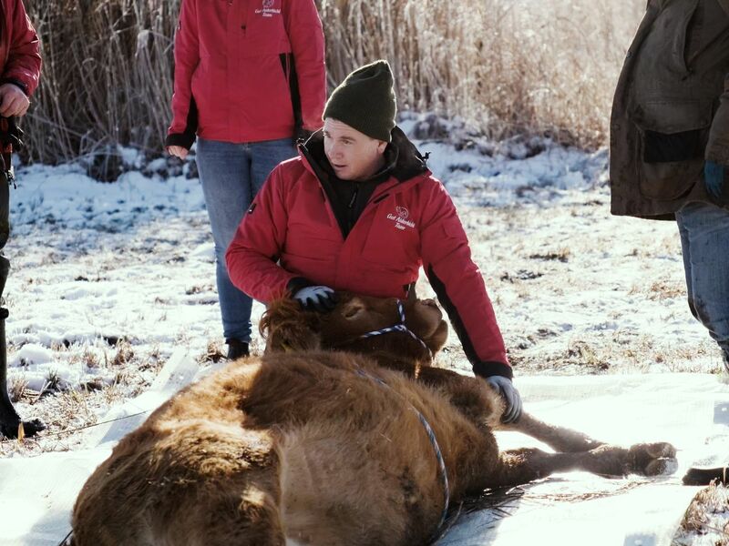 Nach etwa einem halben Jahr ist die Kuh Arielle eingefangen worden. (Handout) - Foto: Gut Aiderbichl/dpa