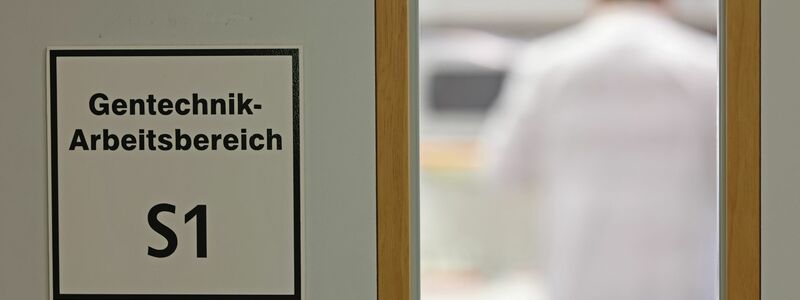 Befürworter erhoffen sich Obst- und Gemüsesorten, die ertragreicher, resistenter gegen den Klimawandel und nährstoffreicher sind. - Foto: Matthias Bein/dpa