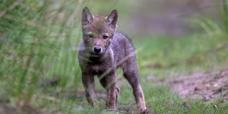 Geplante Änderung des Bundesjagdgesetzes: Wolf gehört nicht ins Jagdrecht - Fakten statt Populismus - Foto: presseportal.de