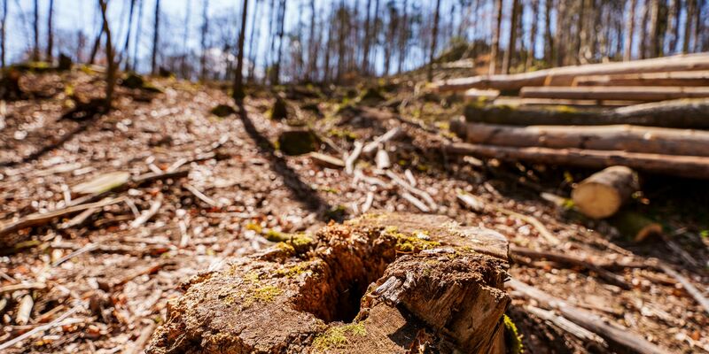 Die EU-Entwaldungsverordnung wird nach Druck auf der Wirtschaft abgeschwächt. (Symbolbild)  - Foto: Andreas Arnold/dpa