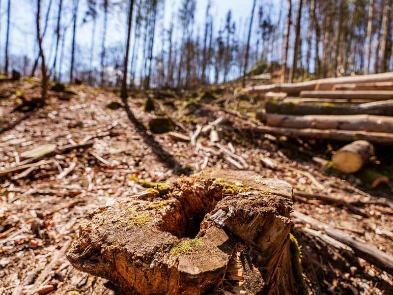 Die EU-Entwaldungsverordnung wird nach Druck auf der Wirtschaft abgeschwächt. (Symbolbild)  - Foto: Andreas Arnold/dpa