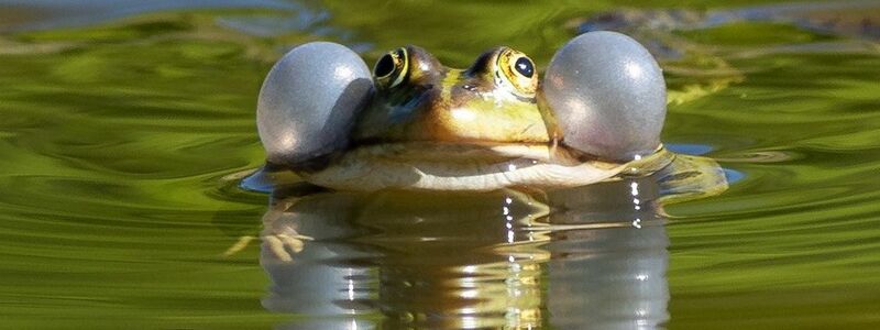Auch für Wasserfrösche sollen künftig Handelsbeschränkungen gelten. (Archivbild) - Foto: Soeren Stache/dpa-Zentralbild/dpa