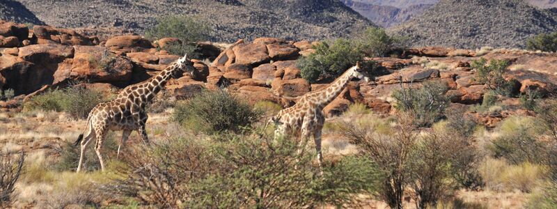 Giraffen bleiben weiterhin geschützt. (Archivbild) - Foto: Julia Ruhnau/dpa-tmn/dpa