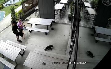 Das niedliche Robbenbaby watschelte plötzlich durch die Vordertür ins Pub. - Foto: Uncredited/Sprig + Fern The Meadows/AP/dpa