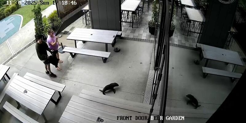 Das niedliche Robbenbaby watschelte plötzlich durch die Vordertür ins Pub. - Foto: Uncredited/Sprig + Fern The Meadows/AP/dpa