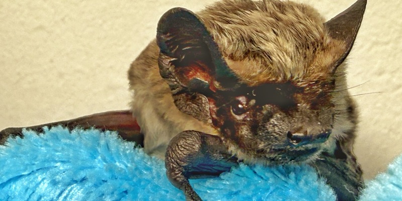 HZA-D: Zoll rettet Fledermaus am Düsseldorfer Flughafen / Verirrtes, geschwächtes Tier vom Zoll aus misslicher Lage befreit und Fledermaus NRW e.V. übergeben - Foto: presseportal.de