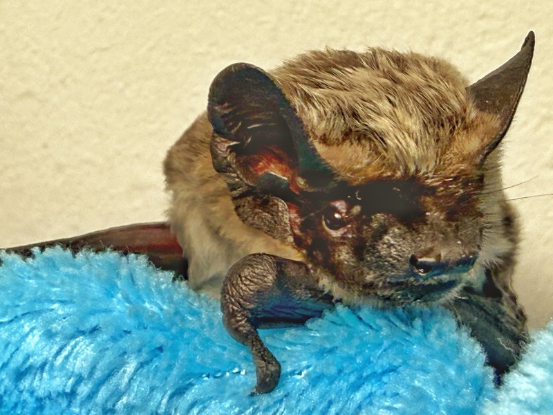 HZA-D: Zoll rettet Fledermaus am Düsseldorfer Flughafen / Verirrtes, geschwächtes Tier vom Zoll aus misslicher Lage befreit und Fledermaus NRW e.V. übergeben - Foto: presseportal.de