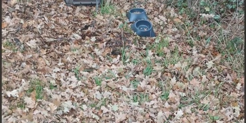 POL-ROW: Katzen ausgesetzt - Foto: presseportal.de