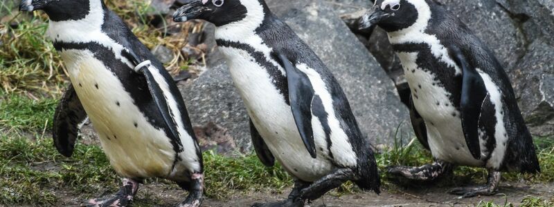 Brillenpinguine im Tierpark Berlin - Foto: Kira Hofmann/dpa-Zentralbild/ZB