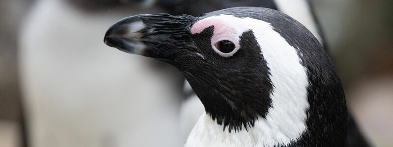 Brillenpinguin (Spheniscus demersus) - Foto: Sebastian Kahnert/dpa