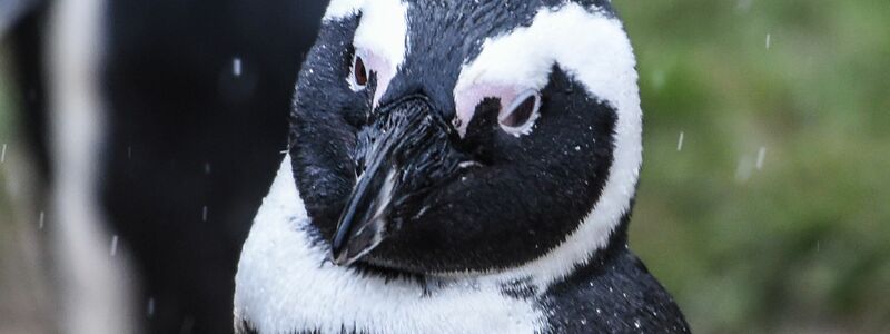 Ein Brillenpinguin (Spheniscus demersus) - Foto: Kira Hofmann/dpa-Zentralbild/dpa