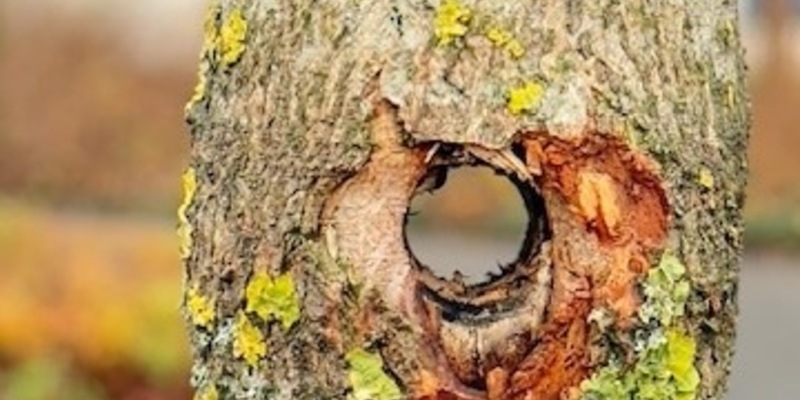 POL-OS: Bad Laer: Kuriose Sachbeschädigung an Verkehrsinselbaum - Zeugen gesucht - Foto: presseportal.de