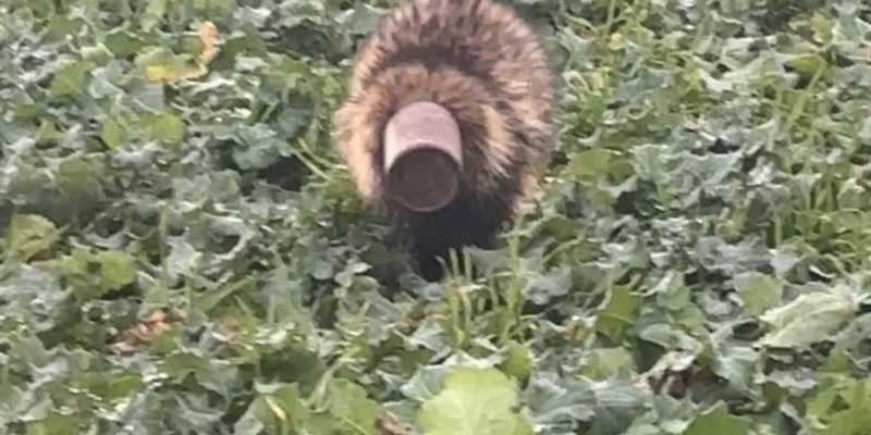 POL-HRO: Dachs nimmt Spruch wörtlich und löst Polizeieinsatz aus - Foto: presseportal.de