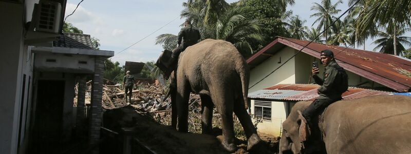 Die Dickhäuter sind eine wertvolle Hilfe bei den Aufräumarbeiten auf Sumatra - aber die nächsten Regenfälle werden schon erwartet. - Foto: Ahyar Tarmizi/AP/dpa