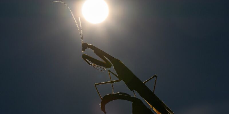 Das Jahr 2025 dürfte eines der drei heißesten werden. (Archivbild) - Foto: Patrick Pleul/dpa